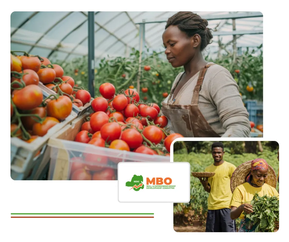About mbo